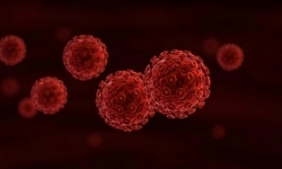 pictures of the immune system