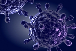 pictures of the immune system