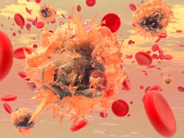 pictures of the immune system