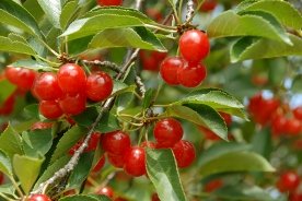 tart cherry