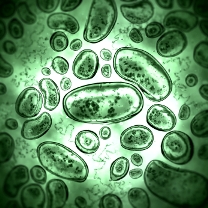 pictures of the immune system